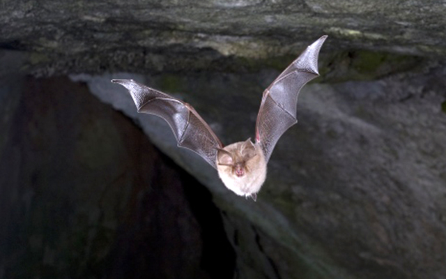 Kleine Hufeisennase (Rhinolophus hipposideros)